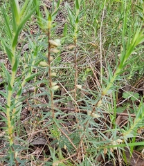 Melichrus urceolatus