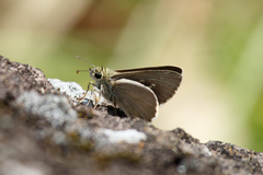 Hesperilla crypsigramma