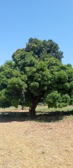 Mangifera indica