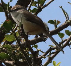 Prinia subflava