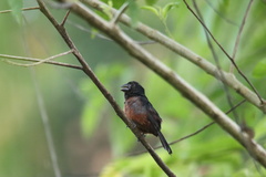 Sporophila angolensis