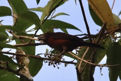 Ramphocelus carbo