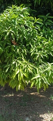 Mangifera indica