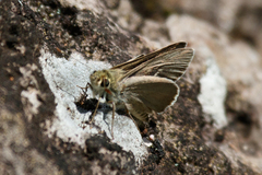 Hesperilla crypsigramma