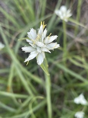 Cyperus niveus leucocephalus