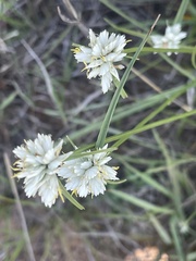 Cyperus niveus leucocephalus