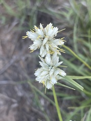 Cyperus niveus leucocephalus