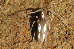 Prosopocera paykulli