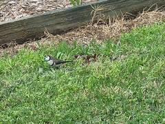 Stizoptera bichenovii