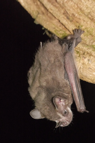 Rosenberg's Fruit-eating Bat (Dermanura rosenbergi) — Data Deficient Mammalia