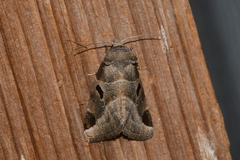 Plagiomimicus pityochromus