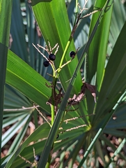 Coryphoideae