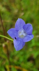Wahlenbergia