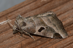 Plagiomimicus pityochromus