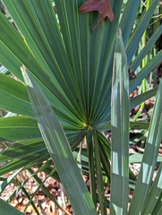 Coryphoideae