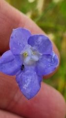 Wahlenbergia