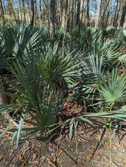 Coryphoideae