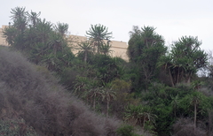 Euphorbia conspicua