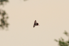 Pharmacophagus antenor