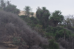 Euphorbia conspicua