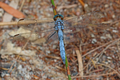 Orthetrum boumiera