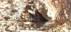 Lycosa hispanica