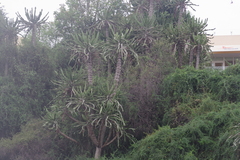 Euphorbia conspicua