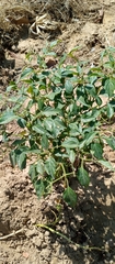 Capsicum frutescens