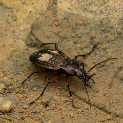 Carabus cancellatus