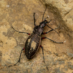 Carabus cancellatus