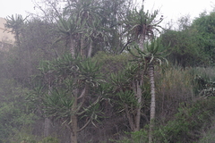 Euphorbia conspicua