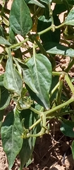 Capsicum frutescens