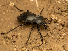 Carabus glabratus
