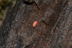 Bilobella braunerae