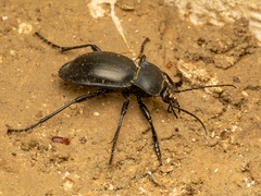 Carabus glabratus