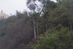 Euphorbia conspicua