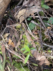 Chiloglottis grammata