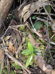 Chiloglottis grammata