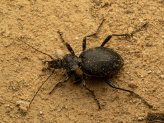 Cychrus caraboides