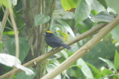 Tachyphonus delatrii