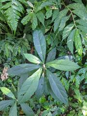 Decaneuropsis gratiosa