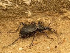 Cychrus caraboides