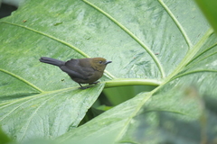 Tachyphonus delatrii