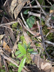 Chiloglottis grammata