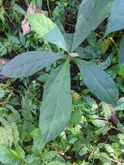 Decaneuropsis gratiosa