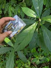 Decaneuropsis gratiosa