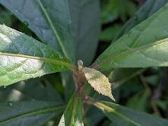 Decaneuropsis gratiosa