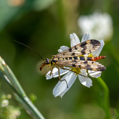 Panorpa vulgaris