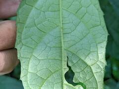 Decaneuropsis gratiosa