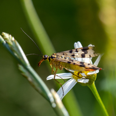 Panorpa vulgaris